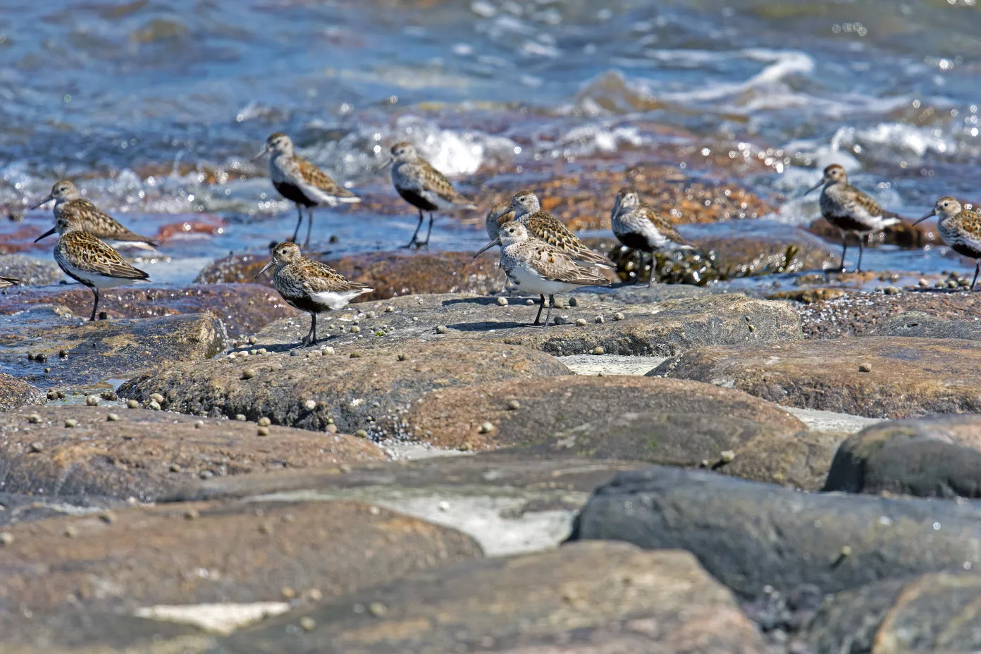 Watvögel auf Felsen am Nordseestrand von Pellworm