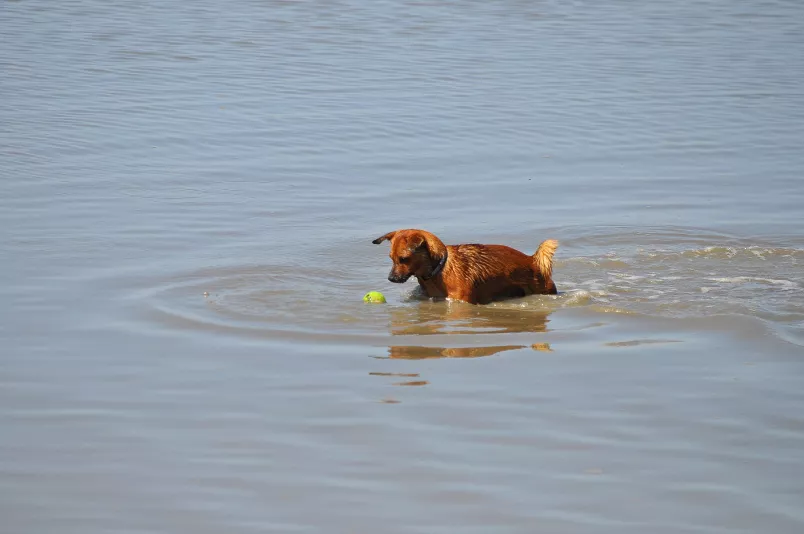 Hund spielt im Wasser auf Pellworm – Urlaub mit Hund am Meer